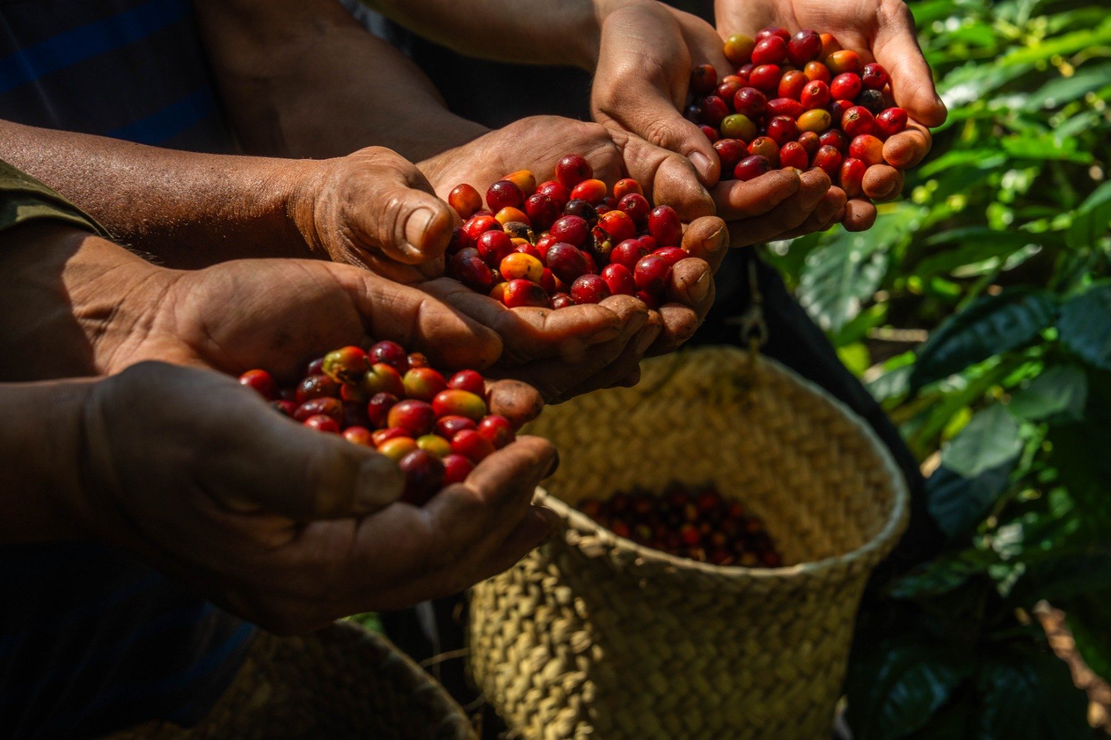 DOF publica Ley de Desarrollo Sustentable de la Cafeticultura