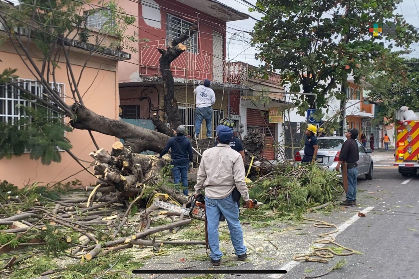 Caída de árbol en Veracruz por viento fuerte en Veracruz