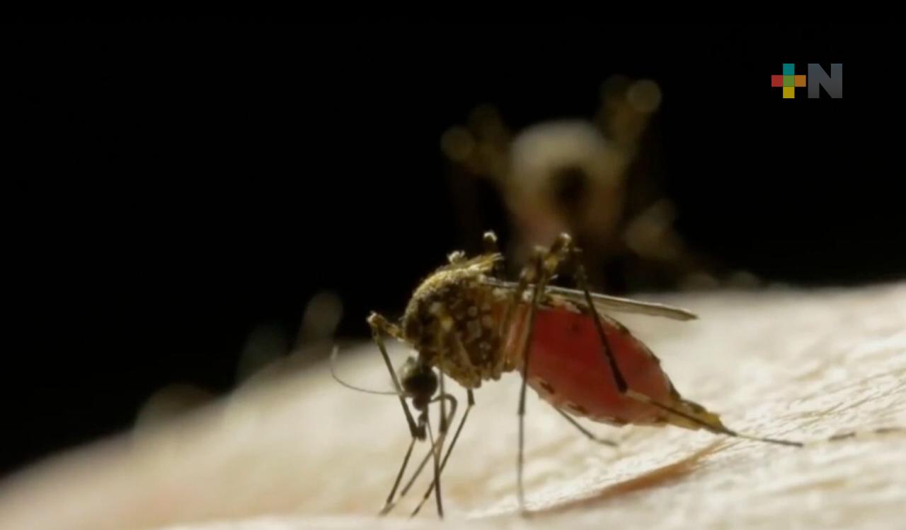 Casos de dengue repuntan en zona conurbada Veracruz–Boca del Río