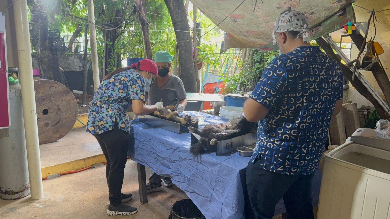 Nueva jornada de esterilización canina y felina en Coatzacoalcos