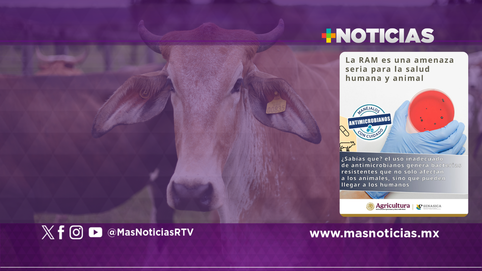 Senasica lleva a cabo estrategia nacional contra la resistencia a los antimicrobianos