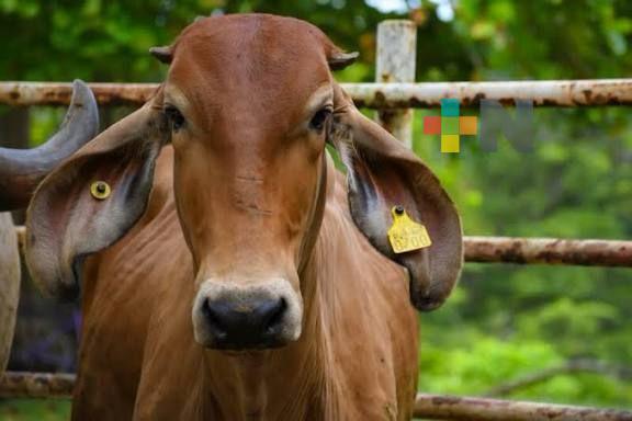 Lluvias pueden generar afectaciones en ganado de la región sur de Veracruz