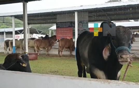 Tianguis ganadero fomenta la comercialización en Tantoyuca