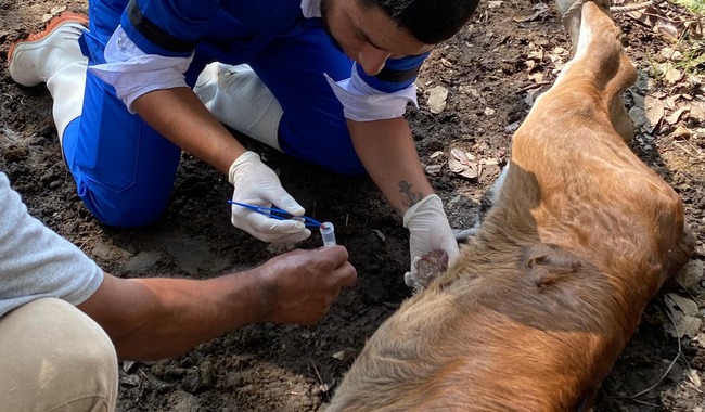 Implementan medidas para reforzar la sanidad frente al gusano barrenador