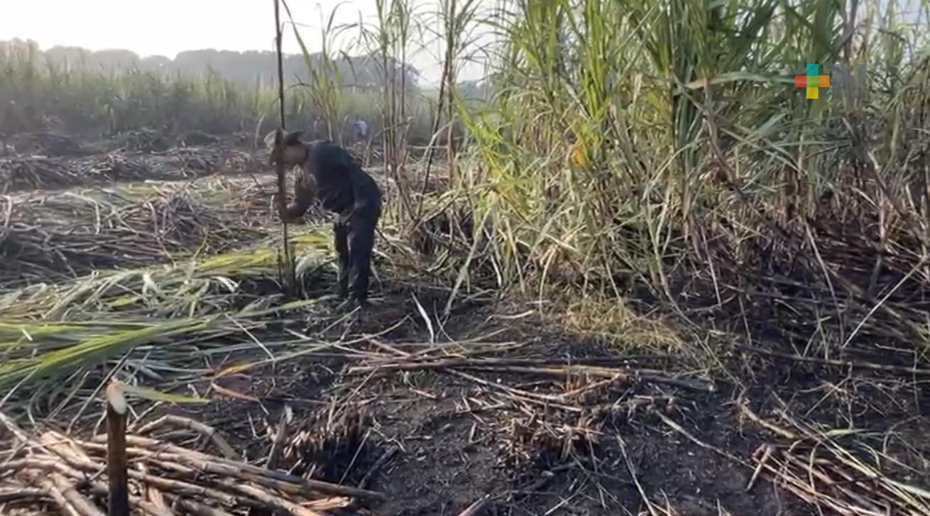 Alza arancelaria al azúcar mejora perspectivas para la zafra 2025–2026 en San Cristóbal