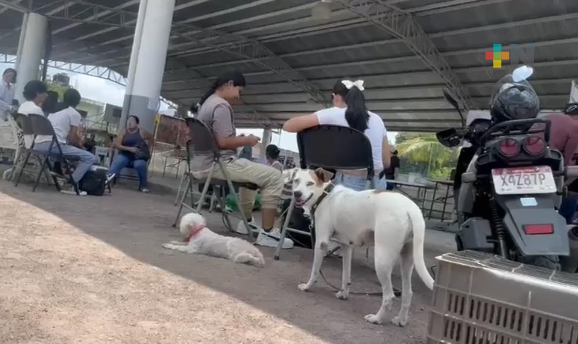 Pirotecnia afecta la salud y la tranquilidad de los perros