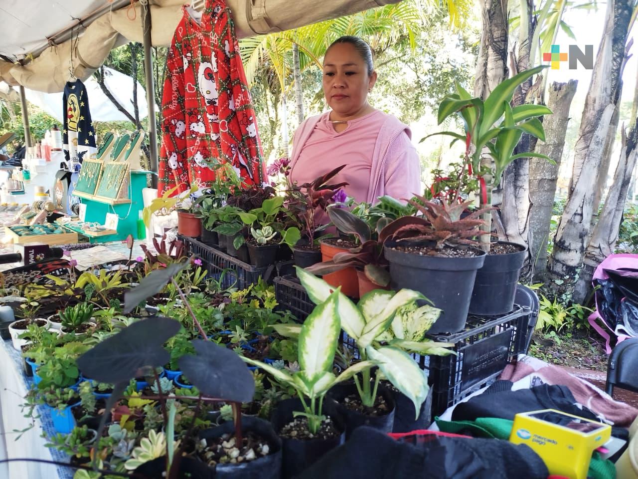 Plantas, excelente regalo en época decembrina