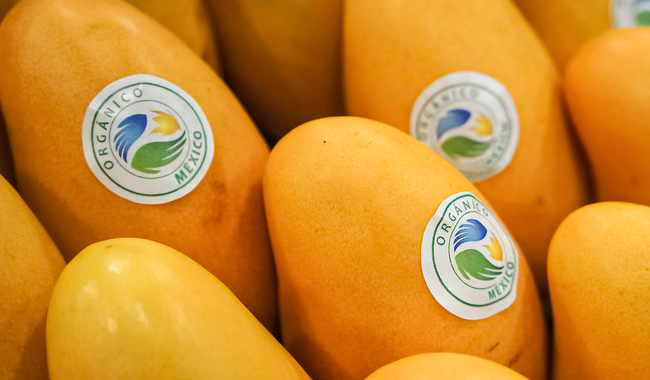 Mantienen agricultores la producción de alimentos orgánicos en México