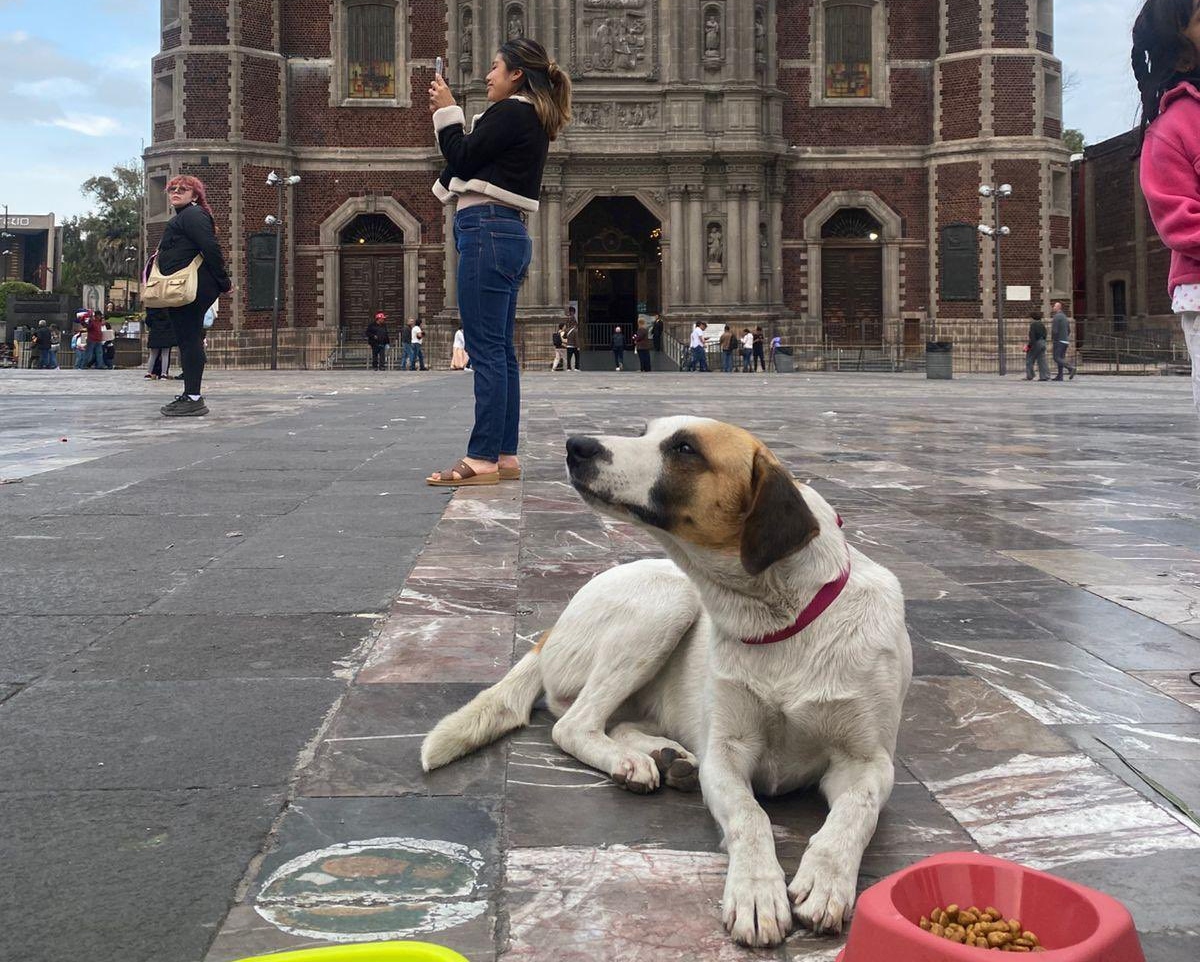 En marcha el operativo “Perrito Peregrino”