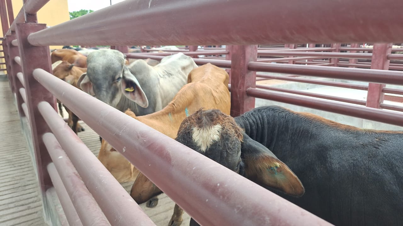 Ganaderos mantienen crecimiento de la sustentabilidad alimentaria de los mexicanos a pesar de las dificultades