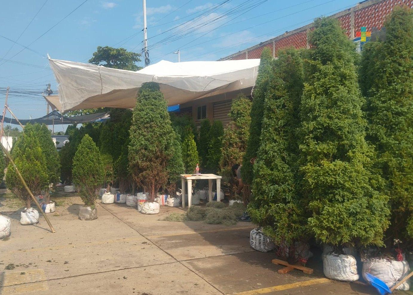 Productores de Orizaba no logran buenas ventas de pinos naturales en Veracruz puerto