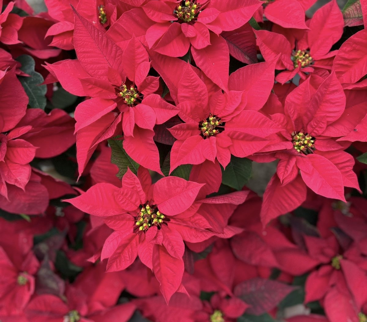 Inicia la venta de nochebuenas en Coatzacoalcos