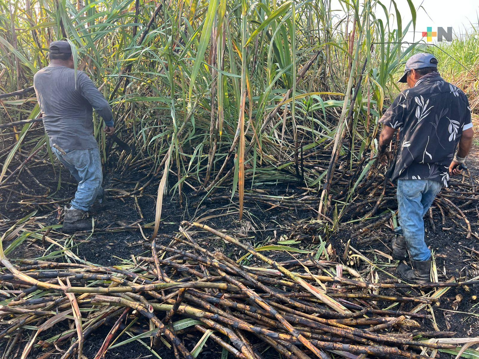 Cortadores de caña, primer eslabón de la cadena productiva del azúcar