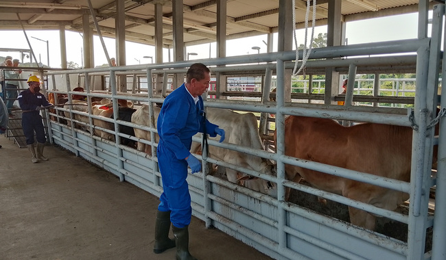 Amplían acciones para controlar movilización de ganado y contener gusano barrenador en el país