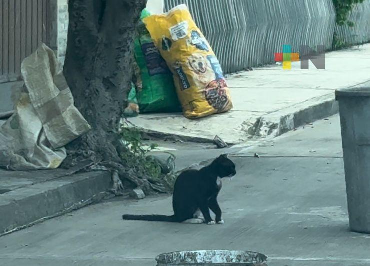 Denuncian envenenamiento de perros y gatos en Martínez de la Torre