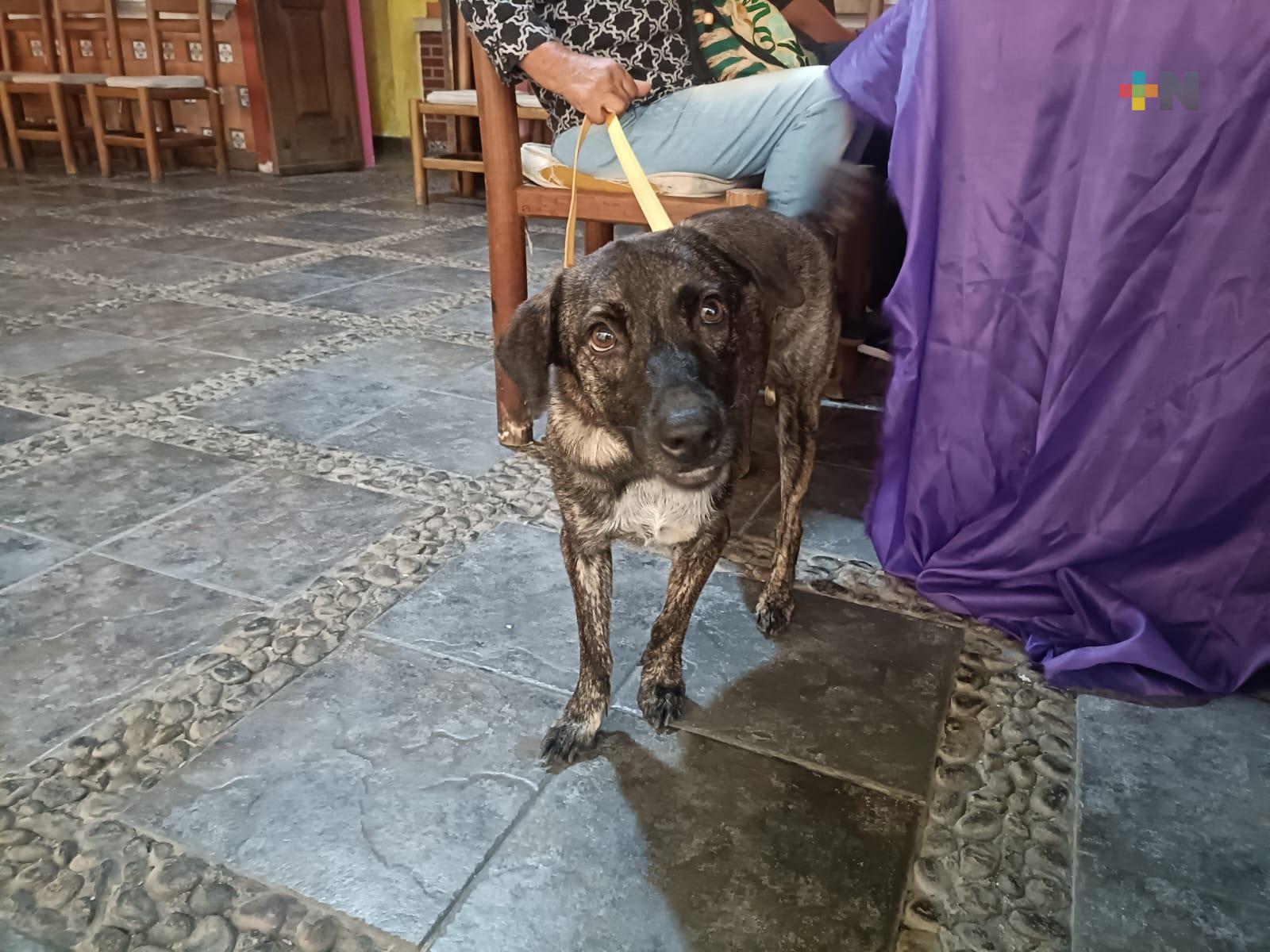 Exhortan a población a no regalar mascotas  en temporada navideña