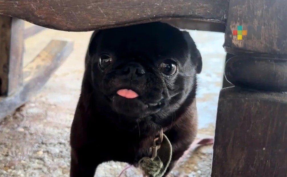 Uso de cohetes puede generar graves problemas de salud en animales