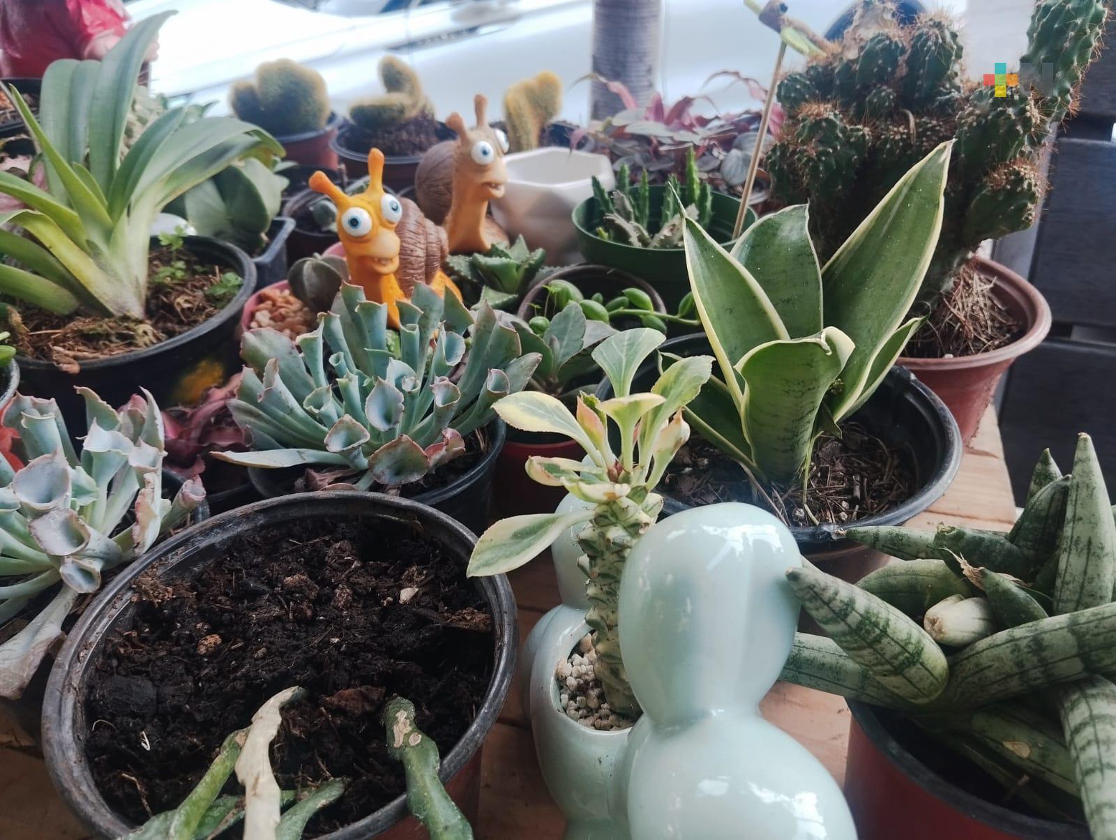 Suculentas, excelente opción para principiantes en el mundo de la jardinería