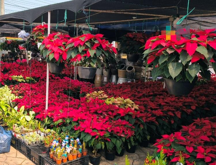 Instalan mercadito de flor de nochebuena en Boca del Río