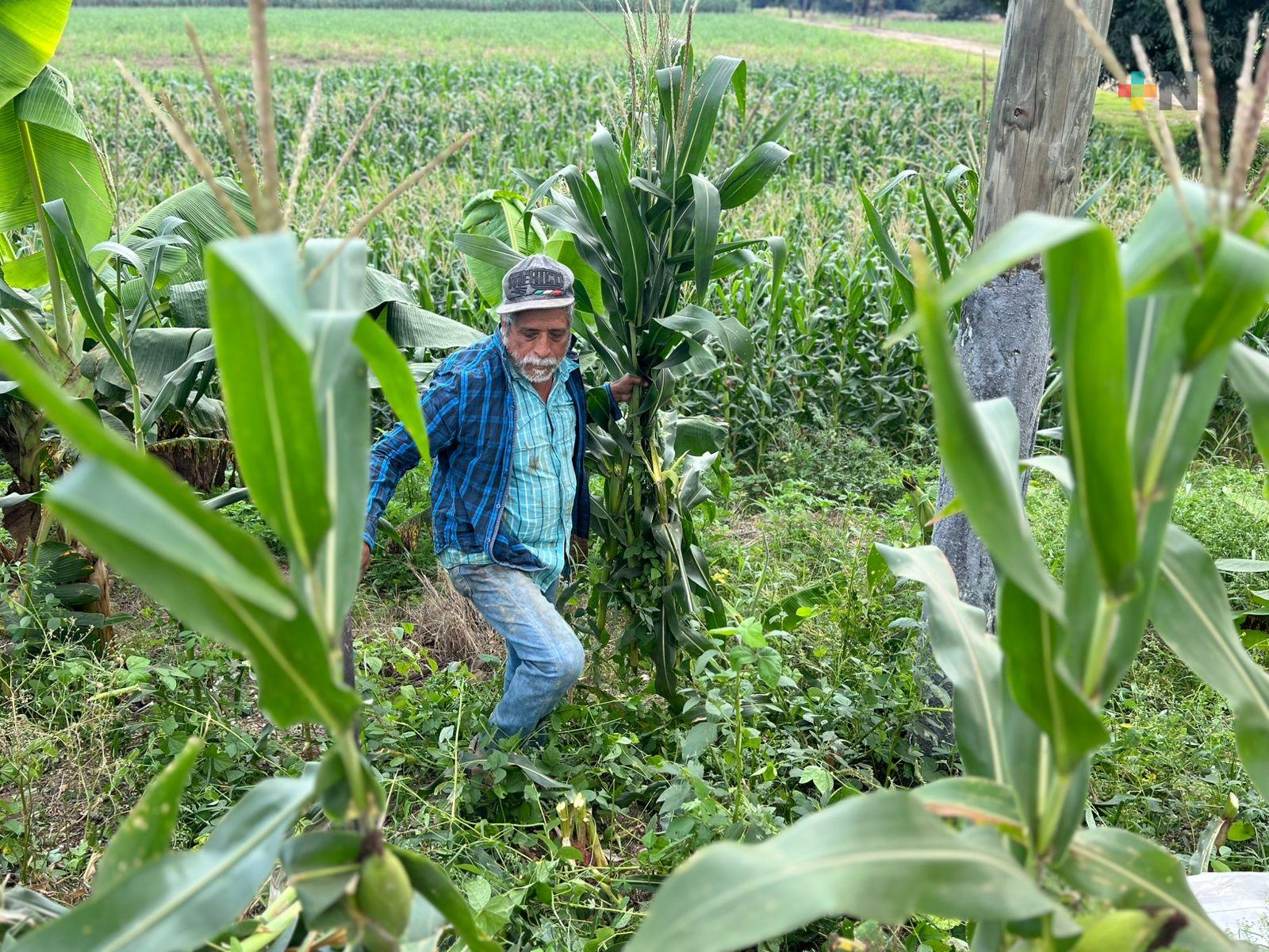 Maíz elotero impulsa la productividad agrícola en la Cuenca del Papaloapan.