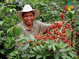 Foros Regionales del Café Veracruzano