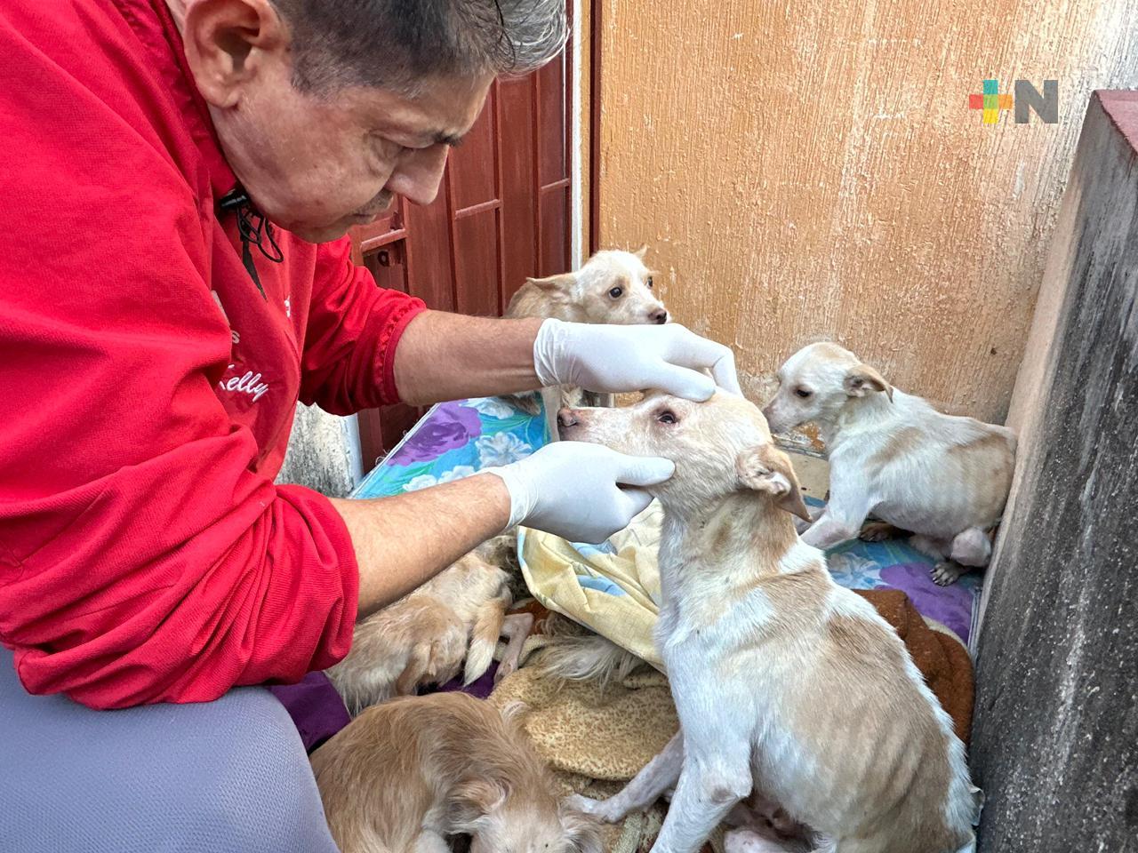 Aseguran perros en Veracruz puerto; presentaban desnutrición, hipotermia y garrapatas