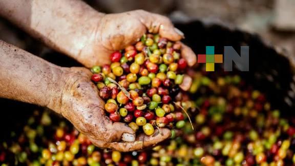 Ley de Desarrollo Sustentable de la Cafeticultura fortalecerá la cadena productiva del café en México