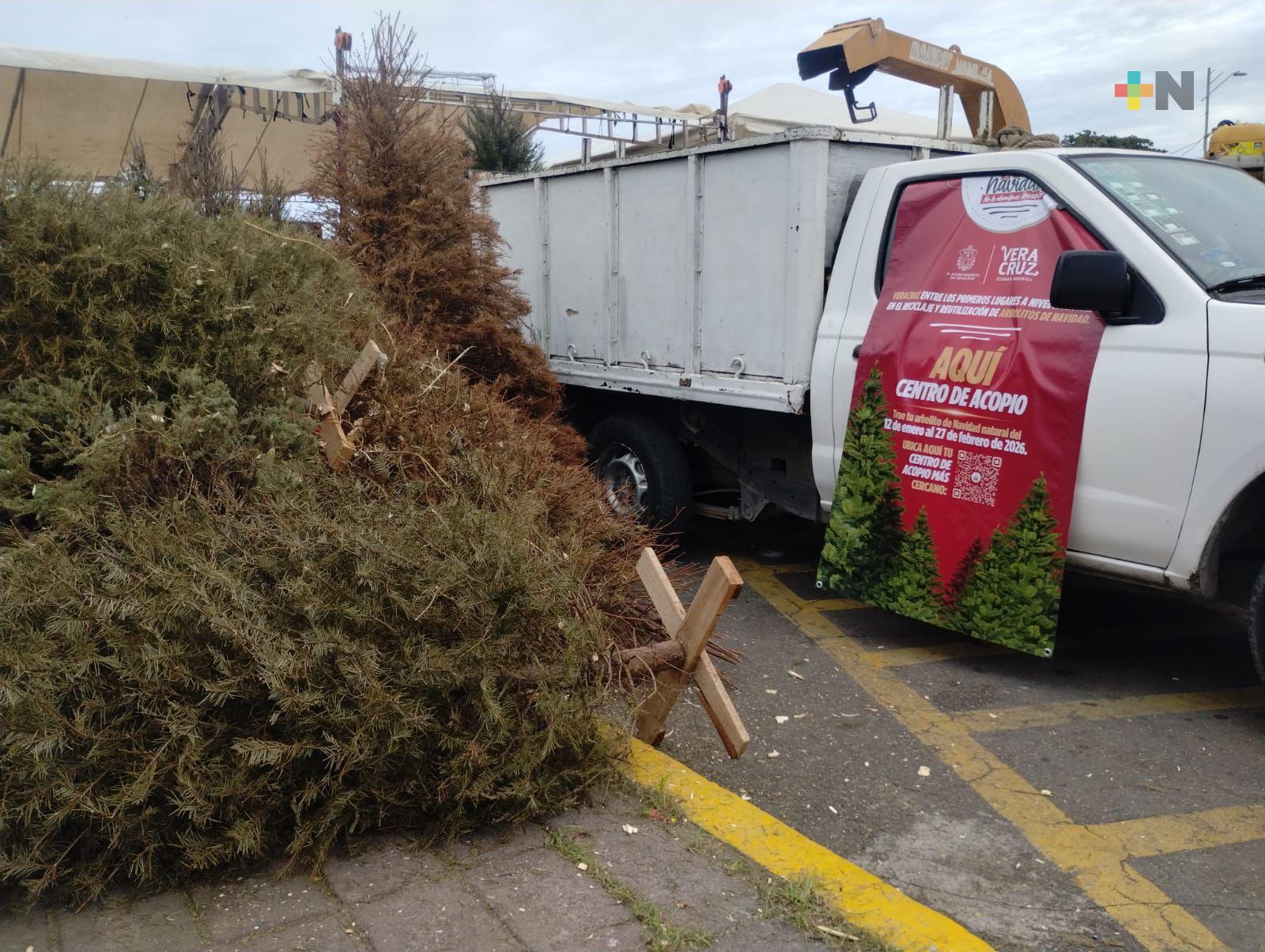 Eco Navidad planea recolectar más de 15 mil pinos en todo el estado de Veracruz: Sedema
