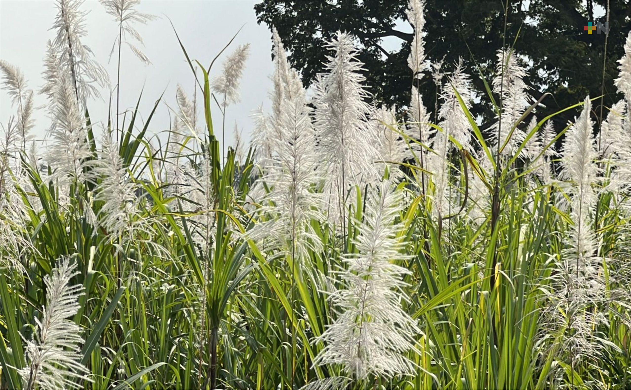 Floración de la caña marca el pulso de la zafra en la Cuenca del Papaloapan