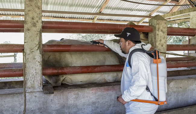 Reporta Agricultura reducción del 57% en casos activos de gusano barrenador