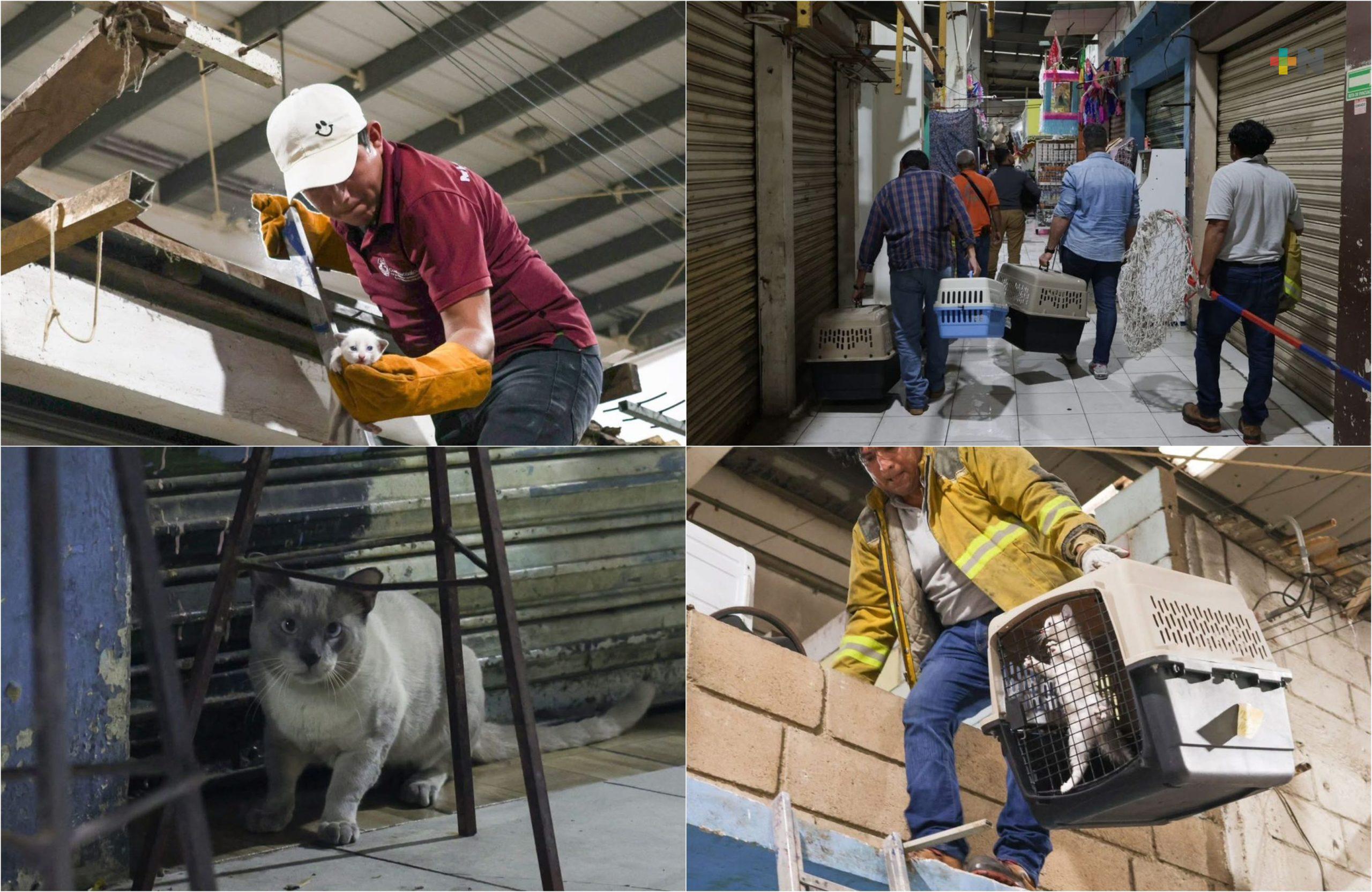 En Coatzacoalcos rescatan a gatos de mercado Morelos