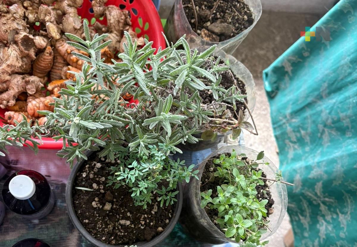 Mujeres crean huerto comunitario en colonia de Xalapa