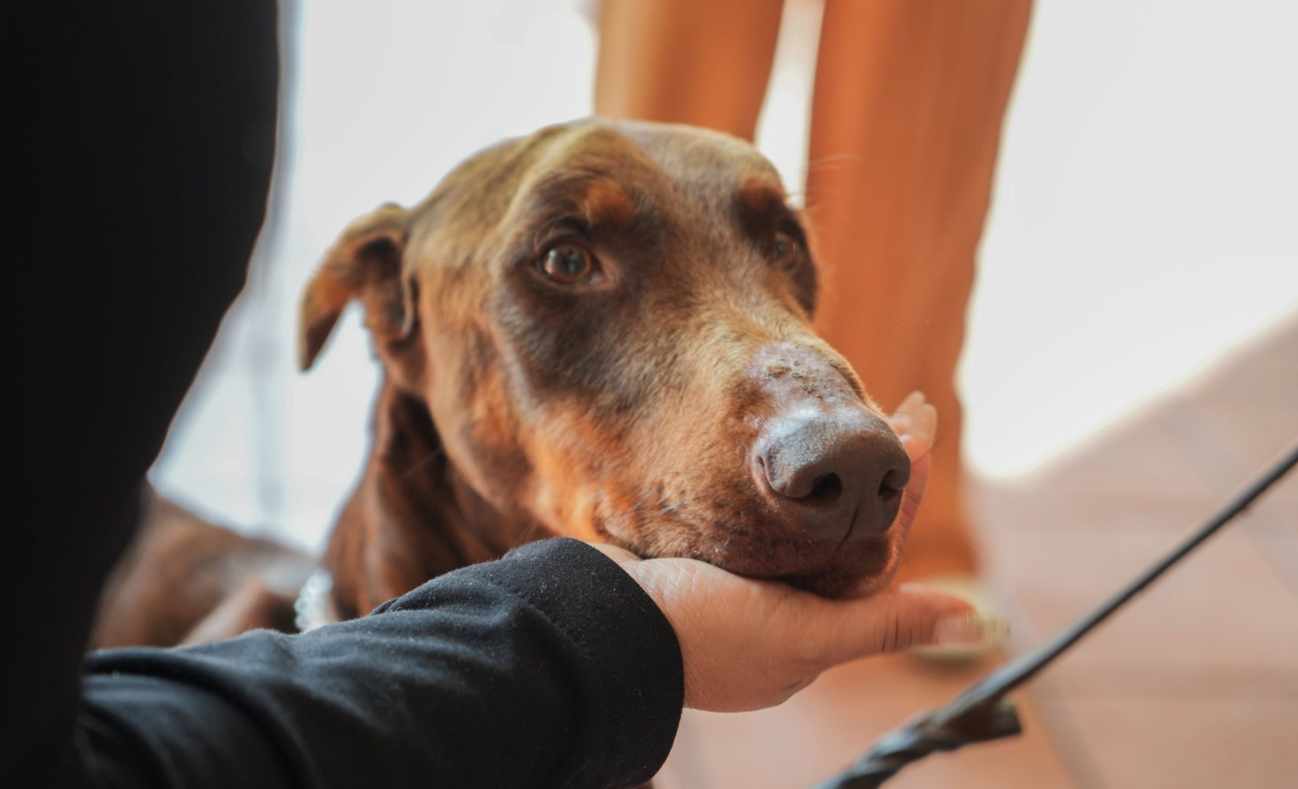 En Coatepec aplican Ley de  Protección a los Animales  y rescatan a perro maltratado