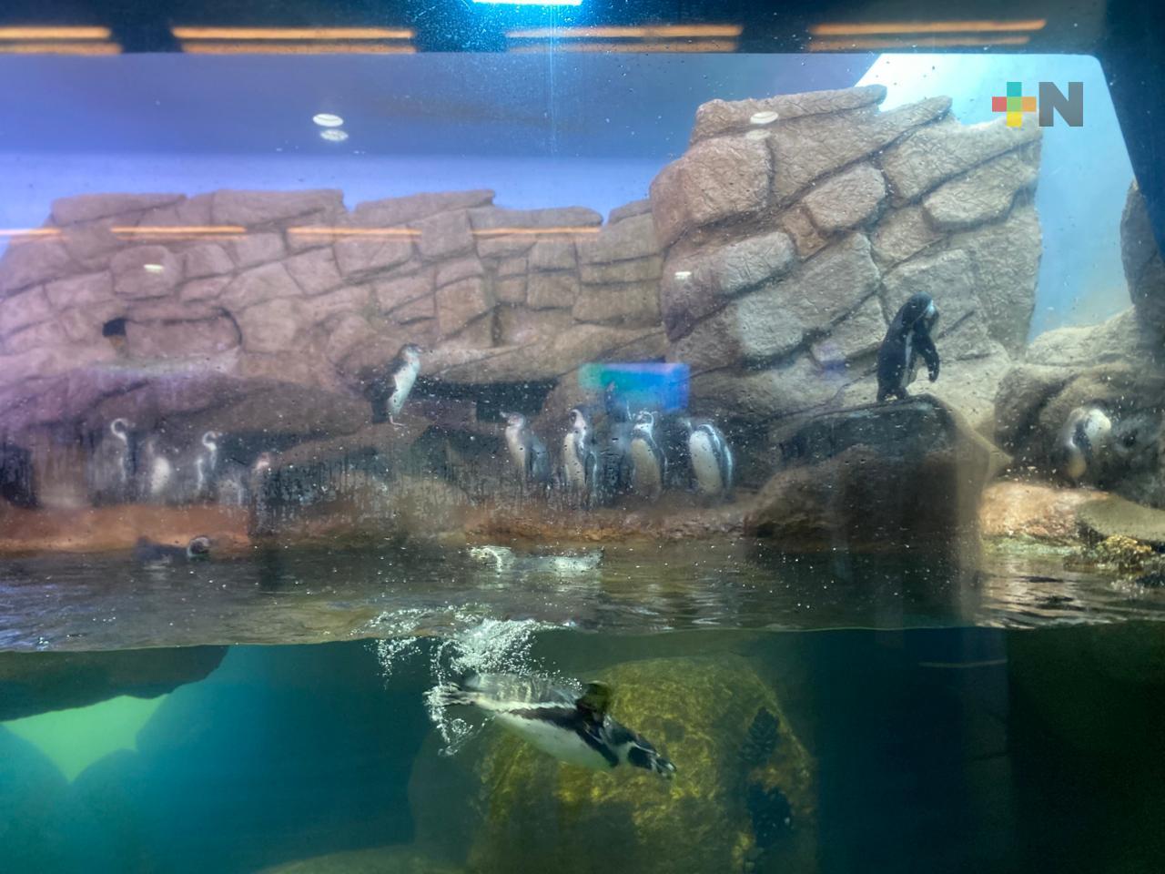 Pingüinos de Humboldt, los favoritos de los infantes en el Aquarium del Puerto de Veracruz