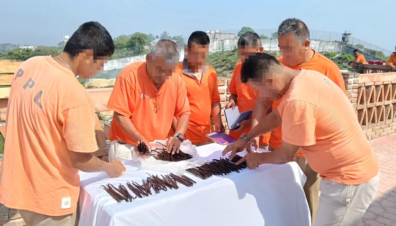 Proyecto Xanath, cultivo de vainilla para la reinserción social: SSP