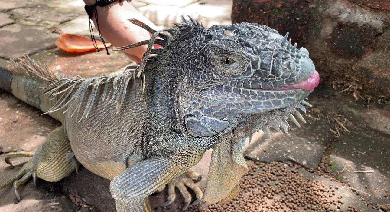 Murió Rufino, iguana de 19 años en Coatzacoalcos; símbolo vivo de la conexión con la naturaleza