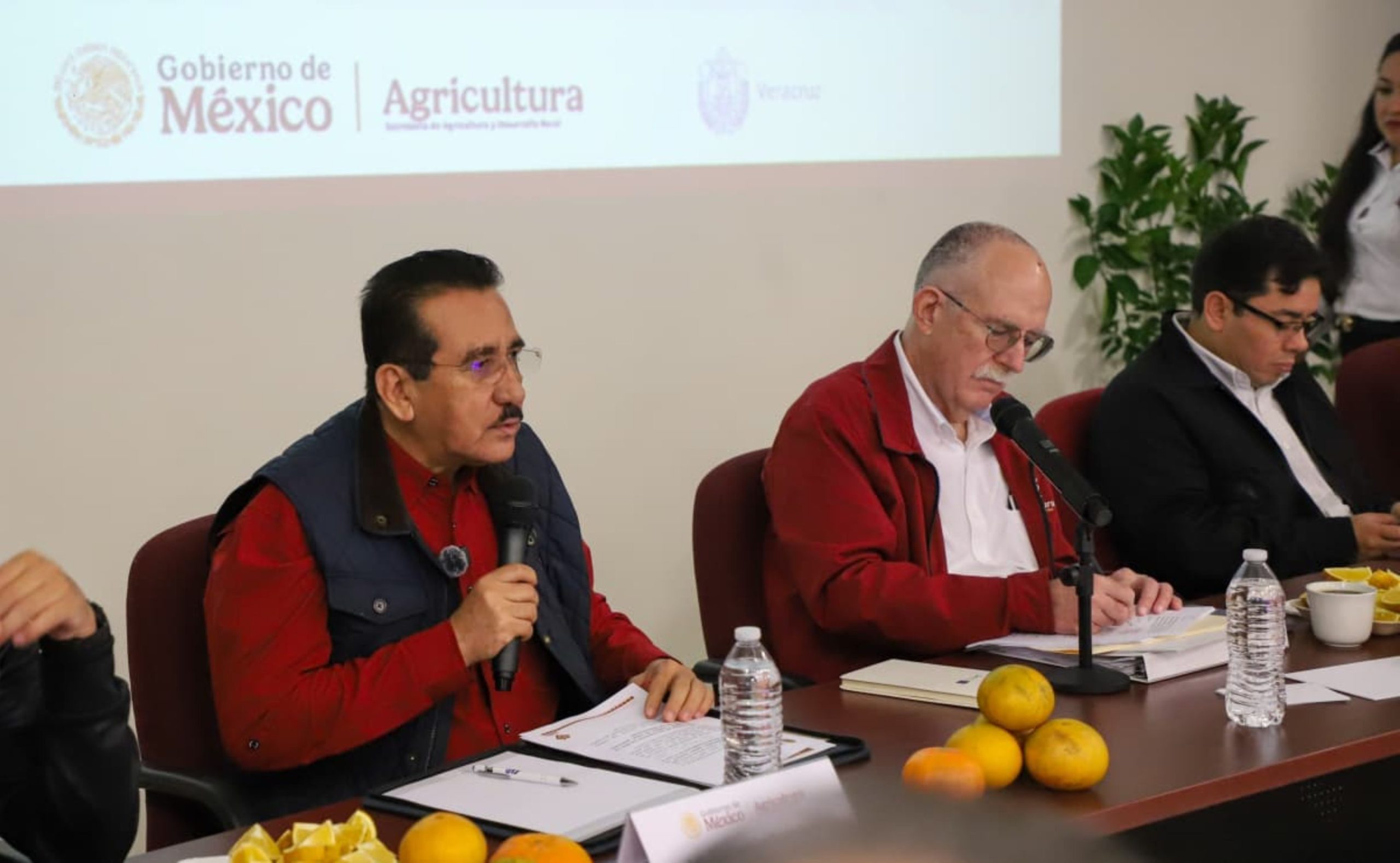 Sader y Sedarpa anuncian plan para recuperar la citricultura en la zona norte