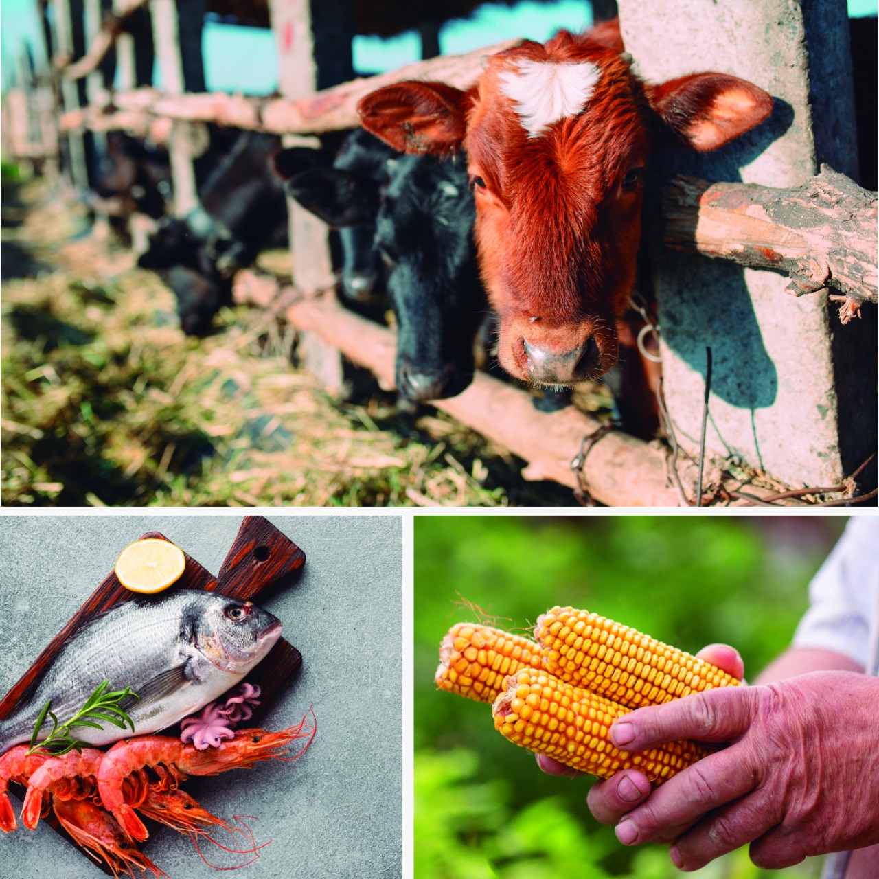 El campo y las costas: motores nacionales de empleo