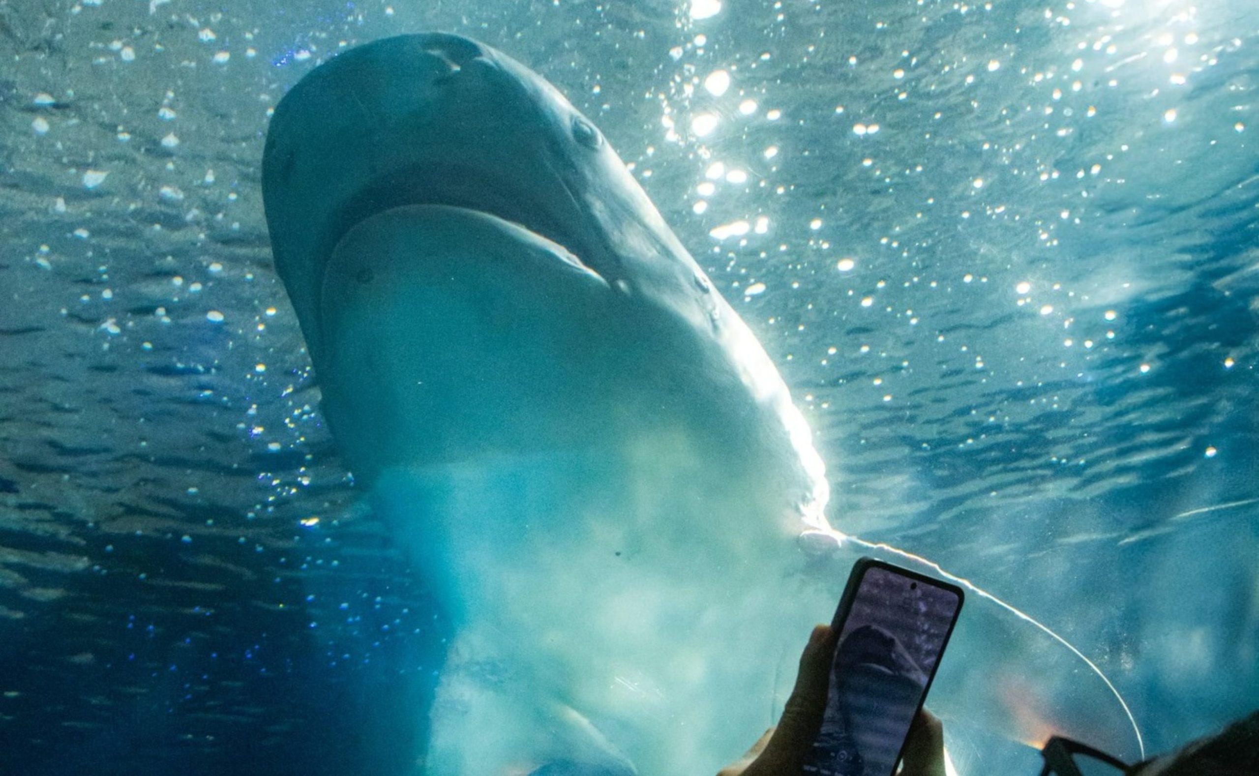 PMA supervisa mantenimiento a instalaciones de Aquarium de Veracruz