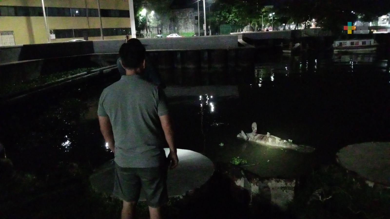 Encuentran manatí sin vida en río Coatzacoalcos