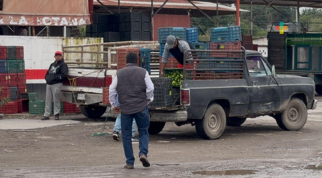 Paralizada la cosecha y comercialización del limón persa por las bajas temperaturas