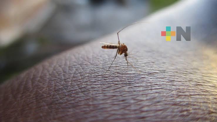 Detecta Jurisdicción Sanitaria 105 casos probables de dengue en Las Choapas