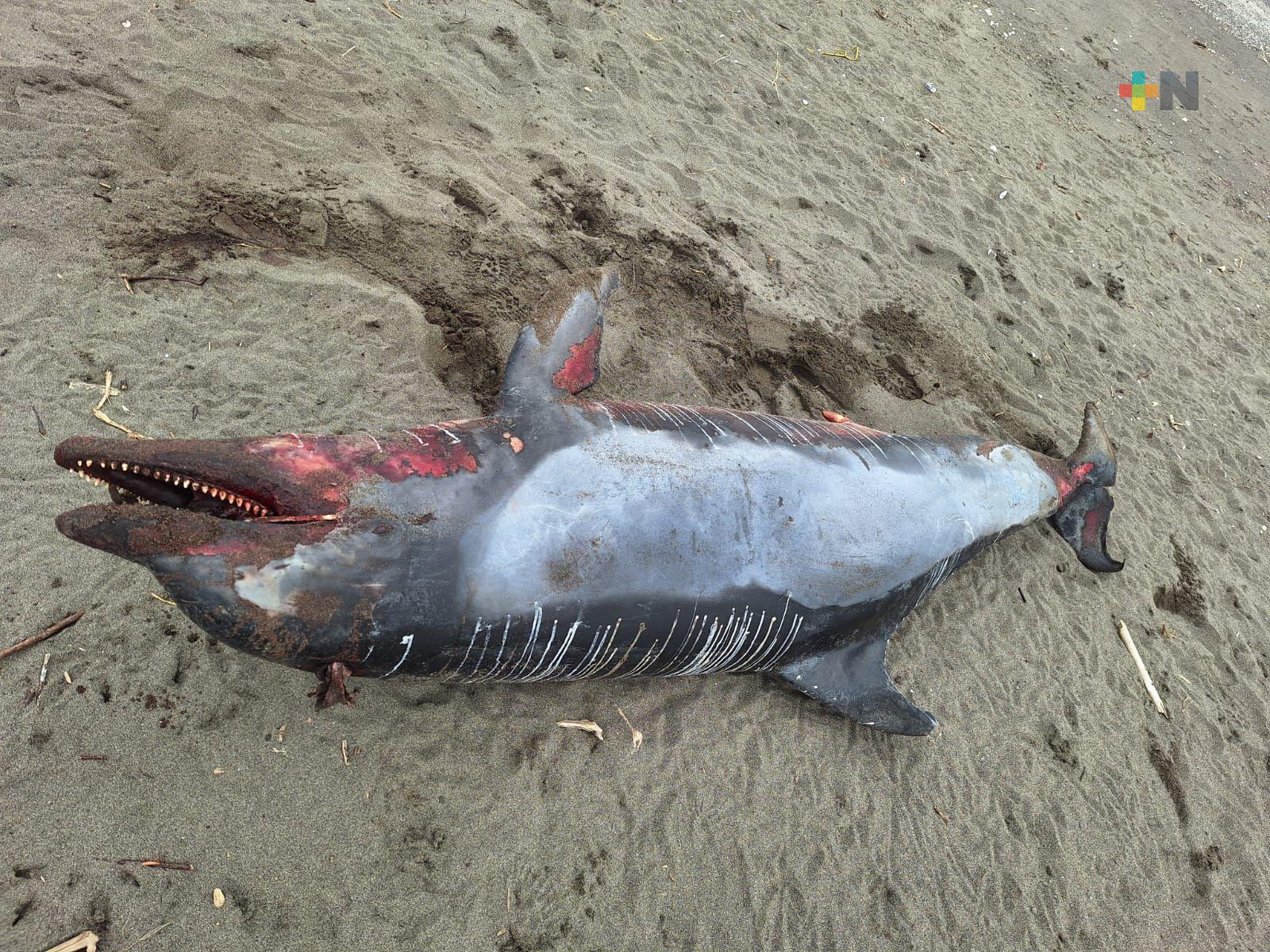 Hallan sin vida a un delfín nariz de botella en playas de Nautla