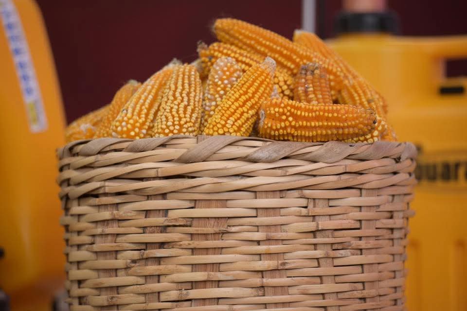 Programa Estatal de Instalación de Casas de Semillas de Maíces Nativos y Criollos 2026-2030