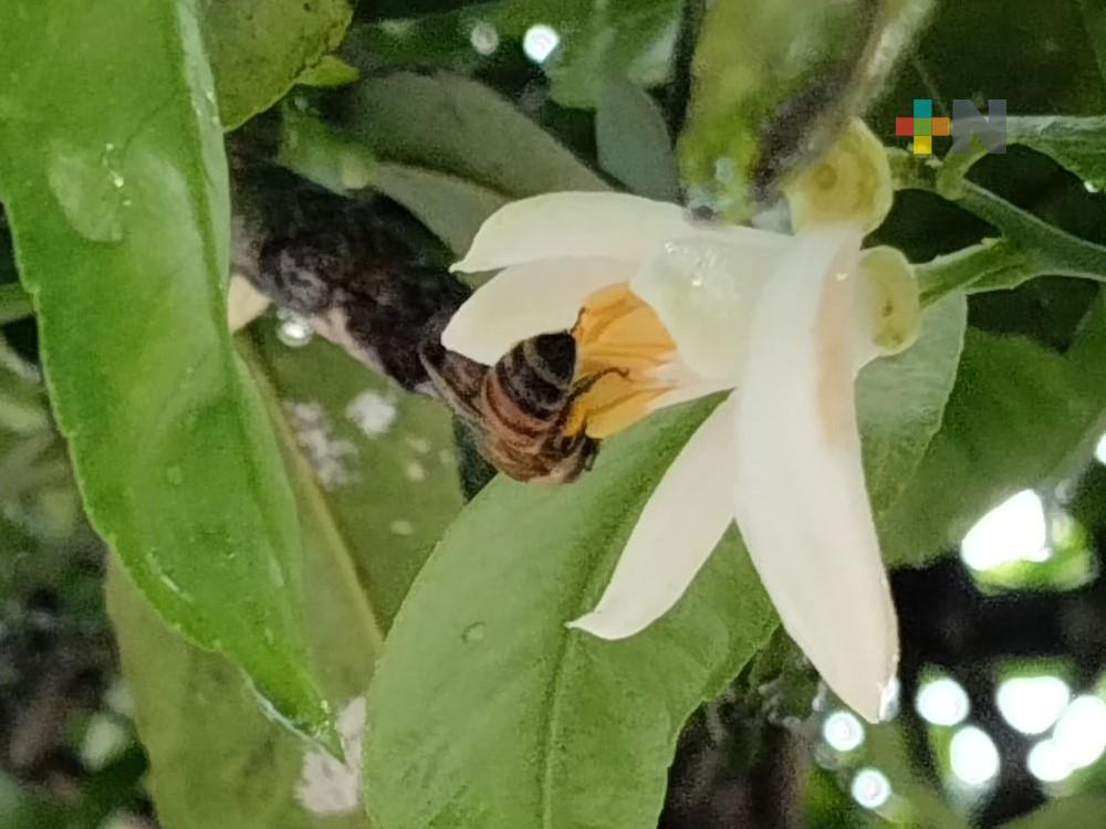 Estudian bacterias benéficas para supervivencia de abejas nativas mexicanas