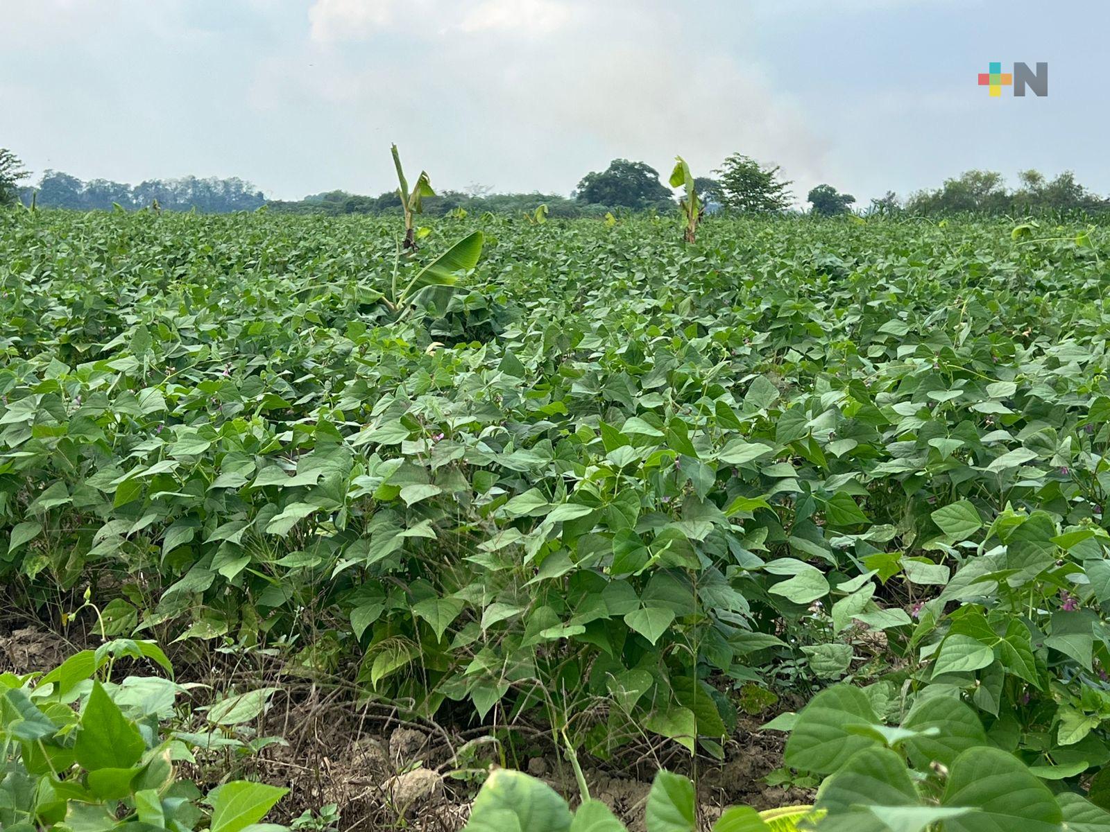 El frijol Míchigan, alternativa rentable a la caña de azúcar en los campos de Tlacojalpan