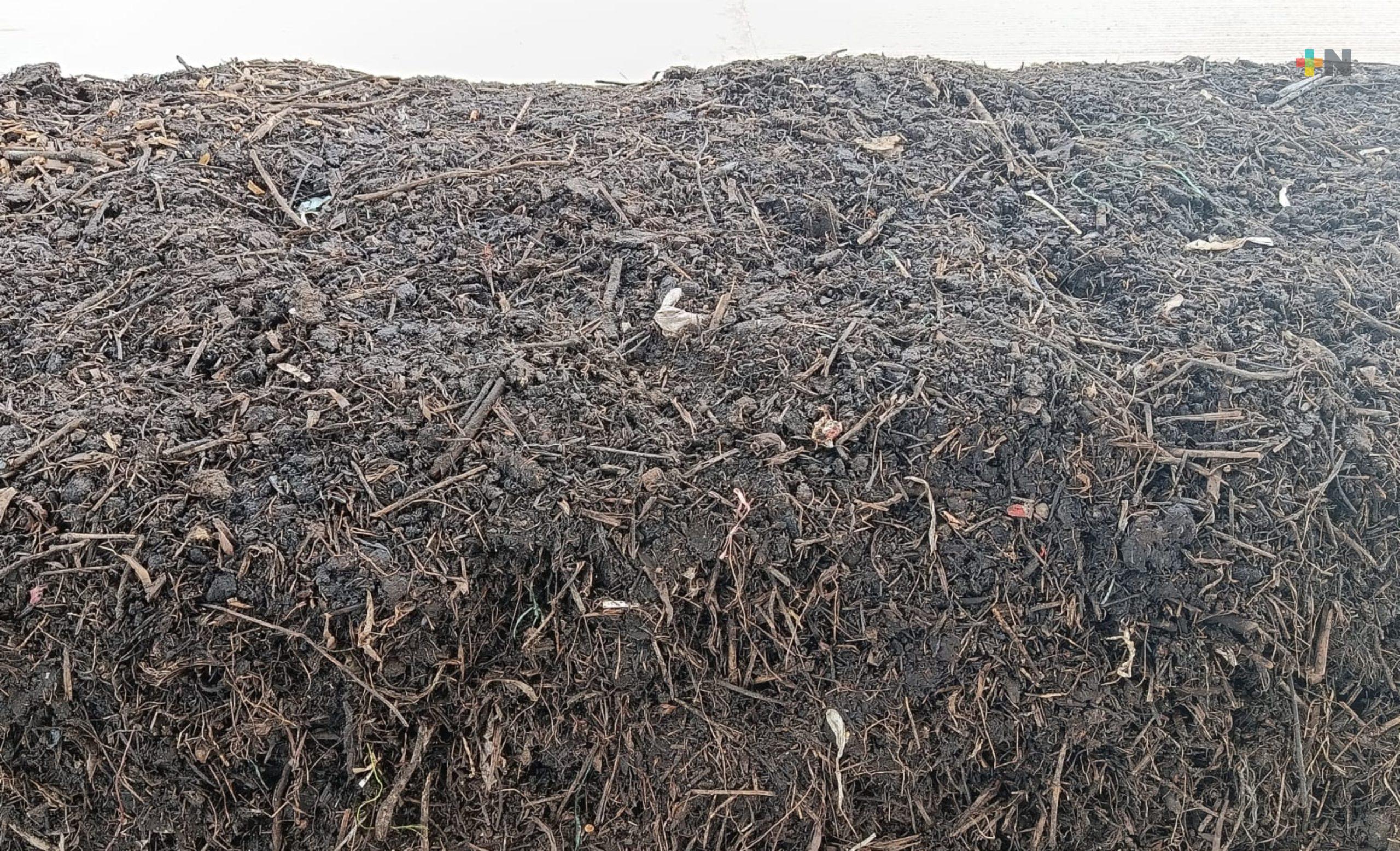 Arbolitos de Navidad recolectados serán destinados a centro de compostaje