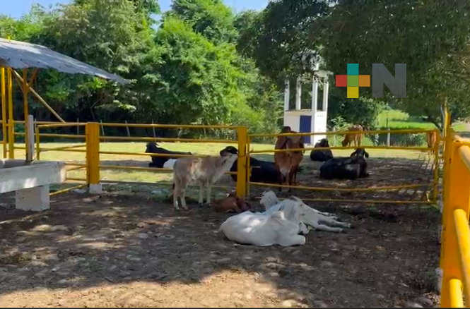 A pesar de las adversidades, ganaderos  tuvieron un año excepcional