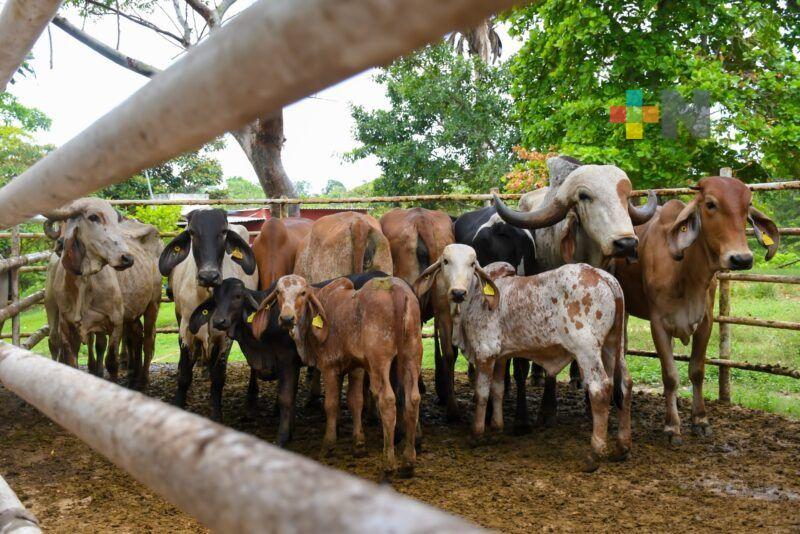 Se debe notificar presencia de mosca para evitar transmisión de gusano barrenador