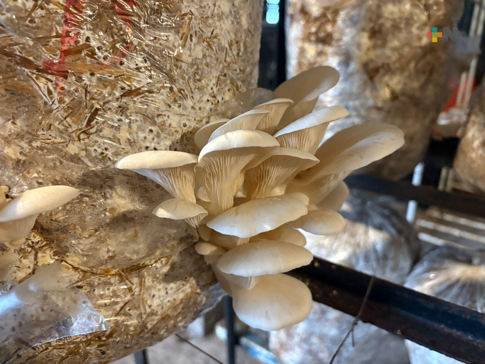 En Xalapa crece el mercado local en venta de hongos comestibles